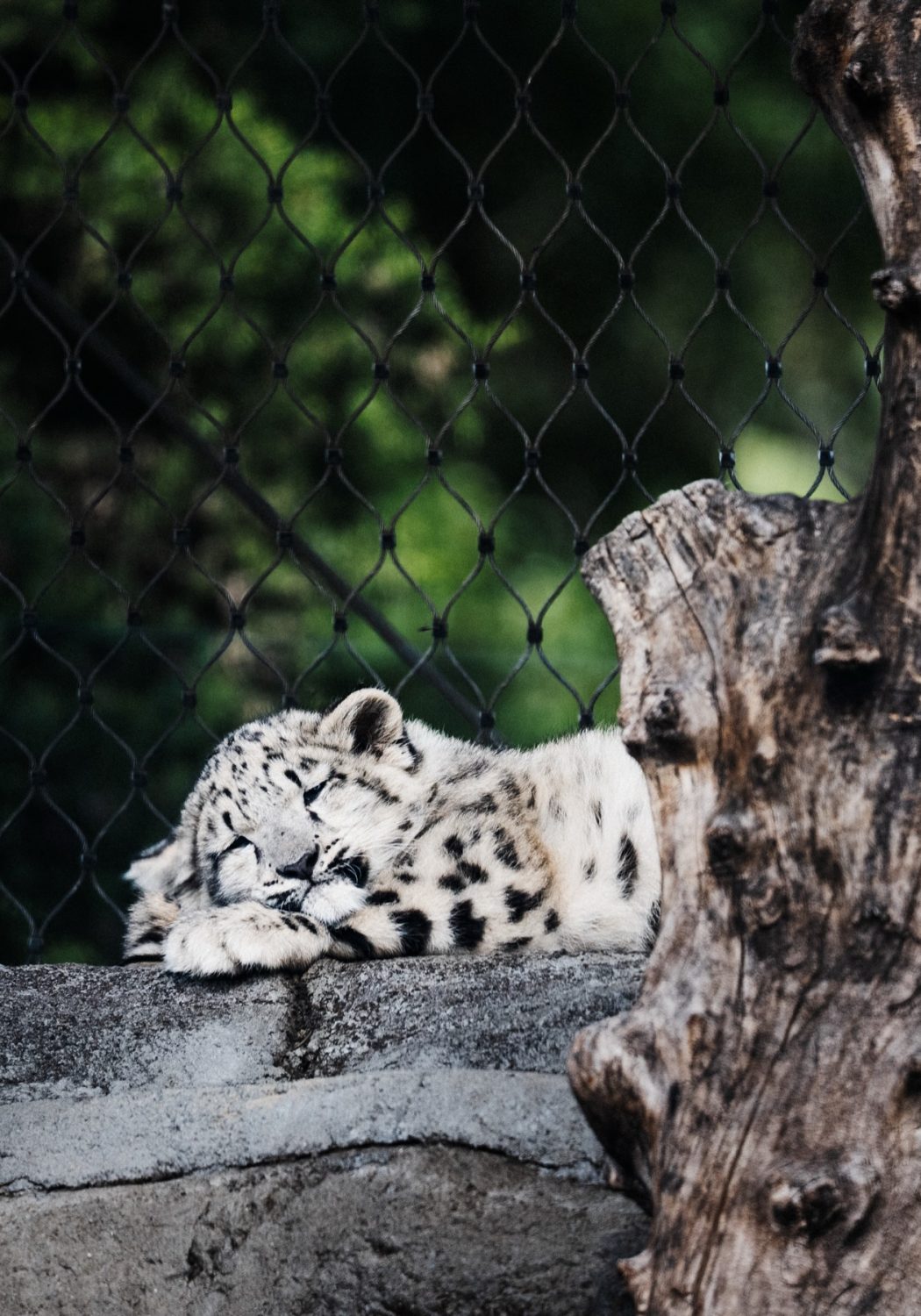 Wildlife at Melbourne Zoo — photograph by Santosh Bista