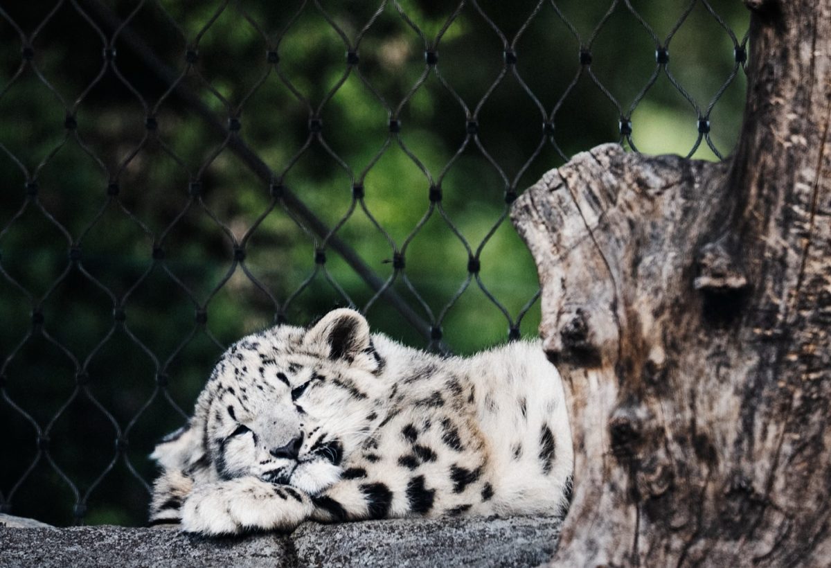 Wildlife at Melbourne Zoo — photograph by Santosh Bista