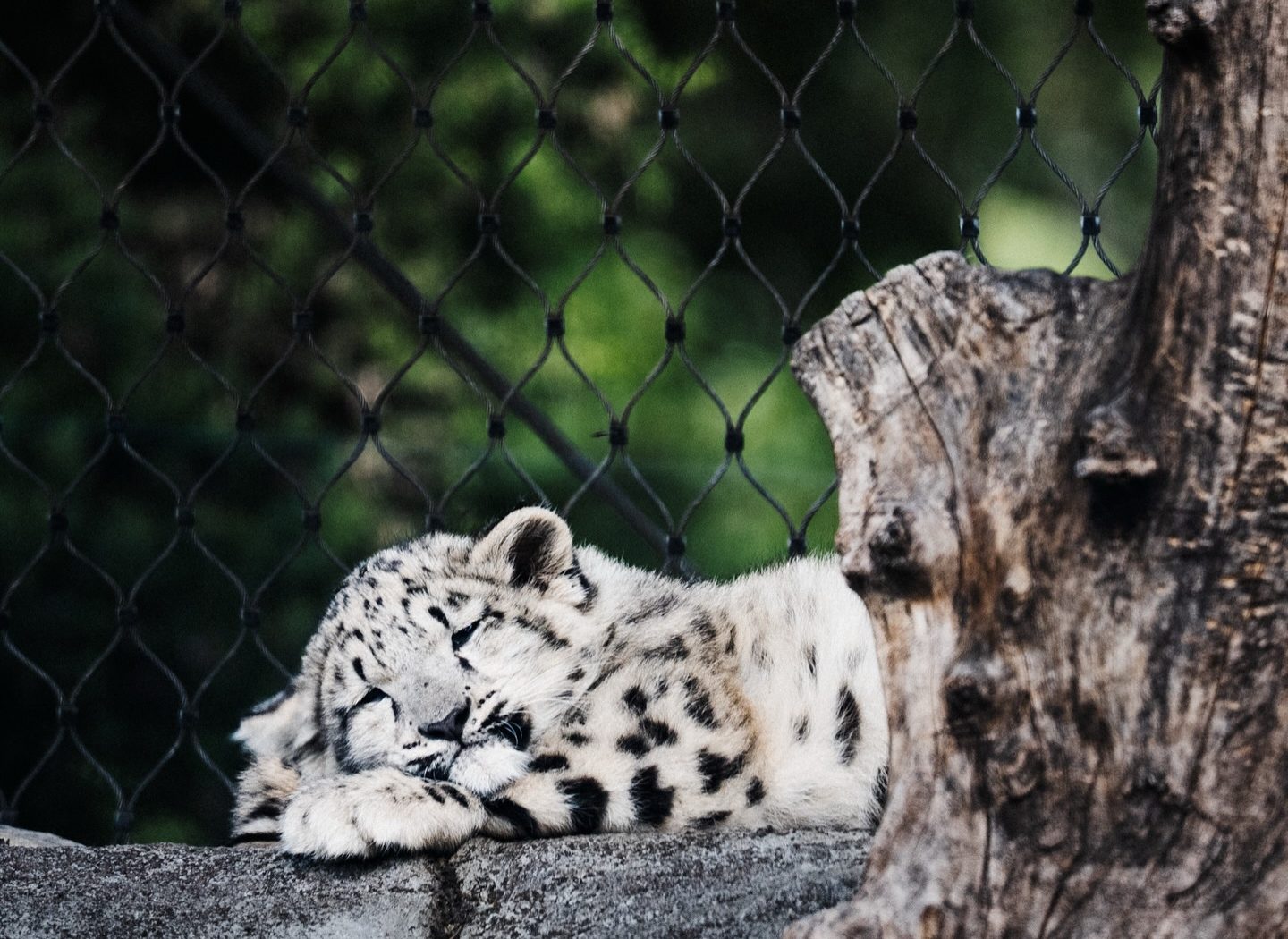 Wildlife at Melbourne Zoo — photograph by Santosh Bista