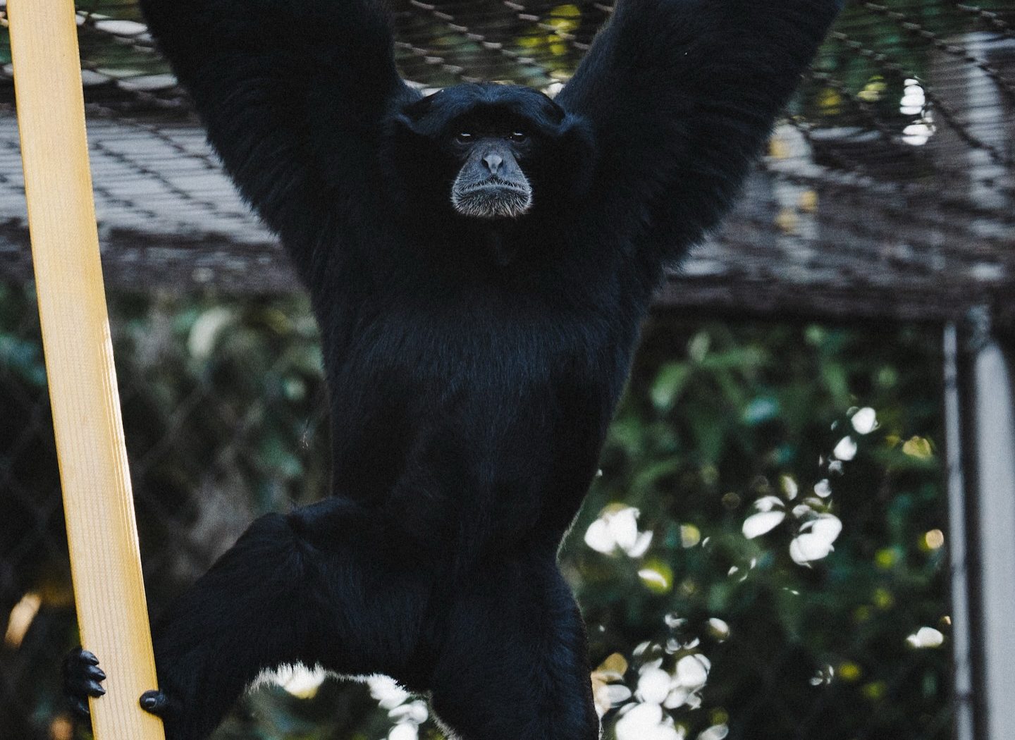 Wildlife at Melbourne Zoo — photograph by Santosh Bista