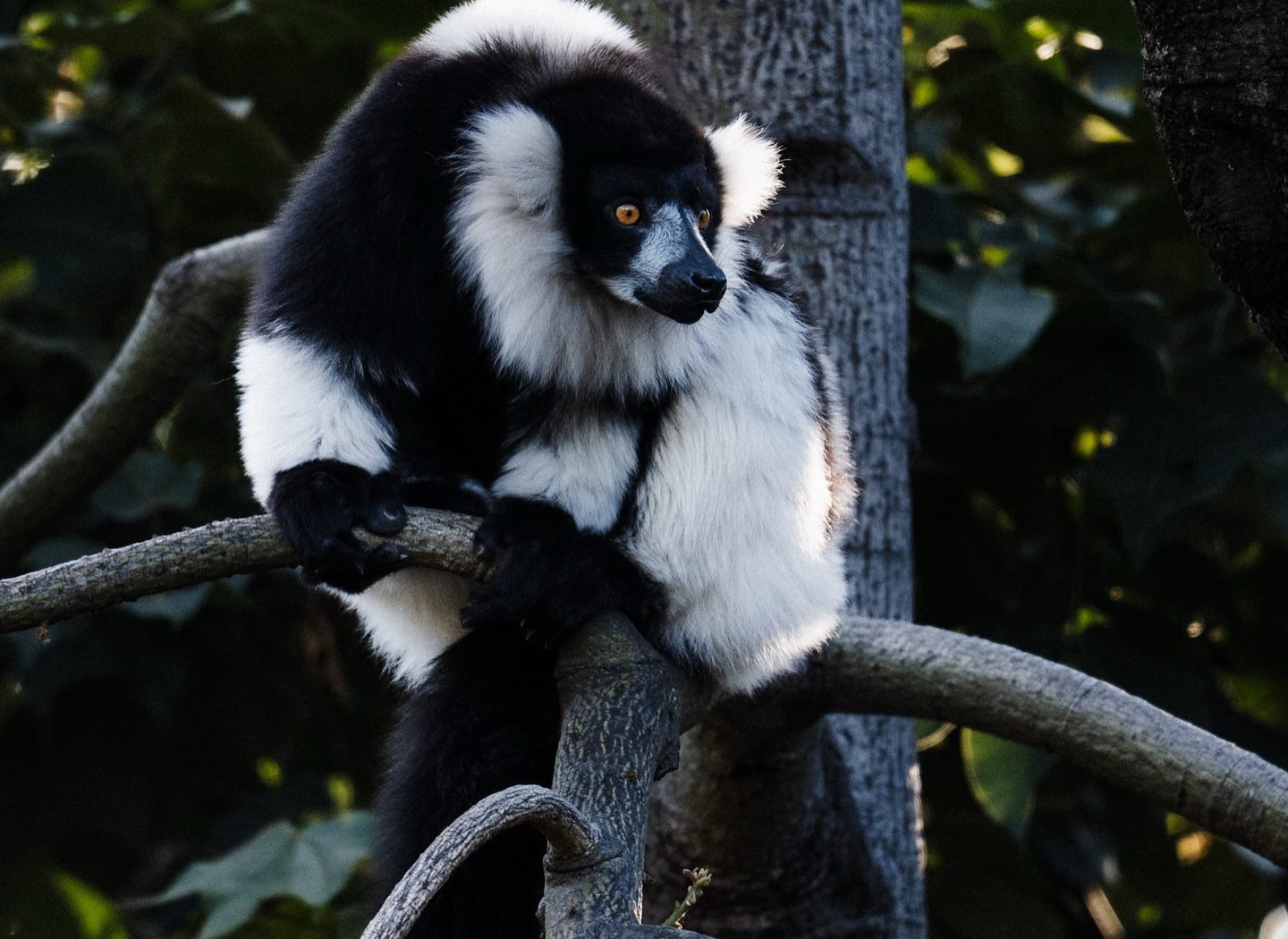 Wildlife at Melbourne Zoo — photograph by Santosh Bista