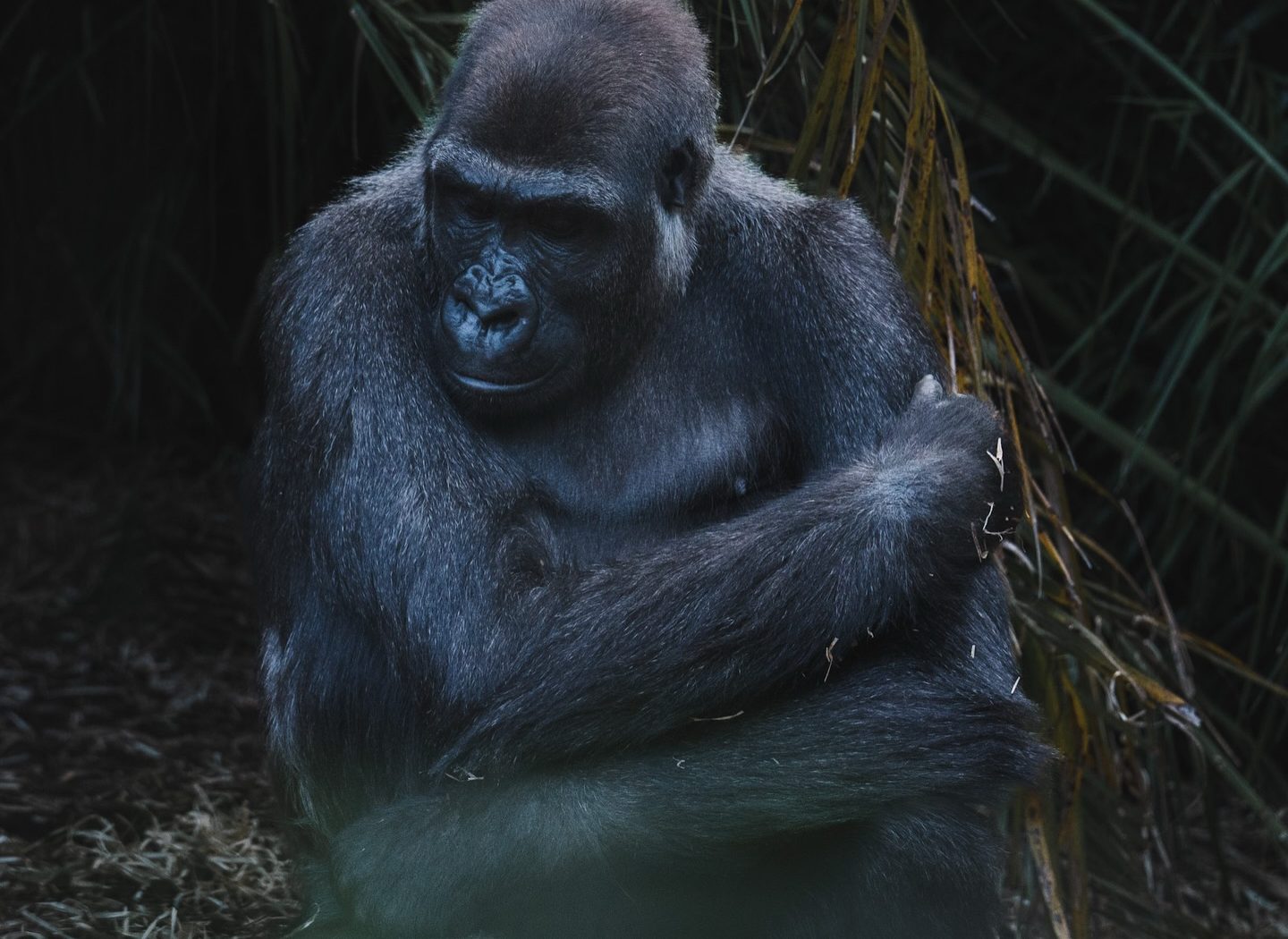 Wildlife at Melbourne Zoo — photograph by Santosh Bista