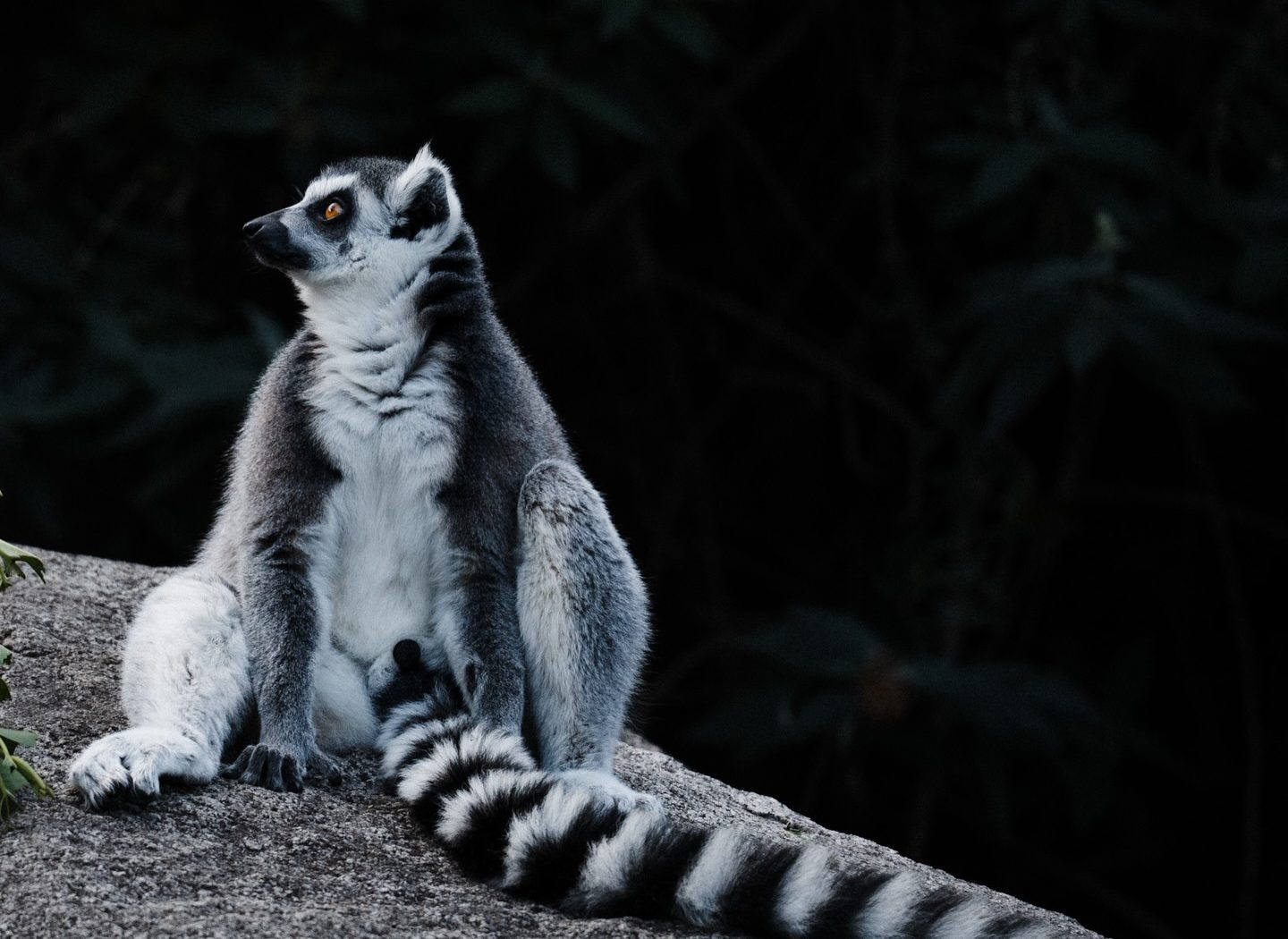 Wildlife at Melbourne Zoo — photograph by Santosh Bista