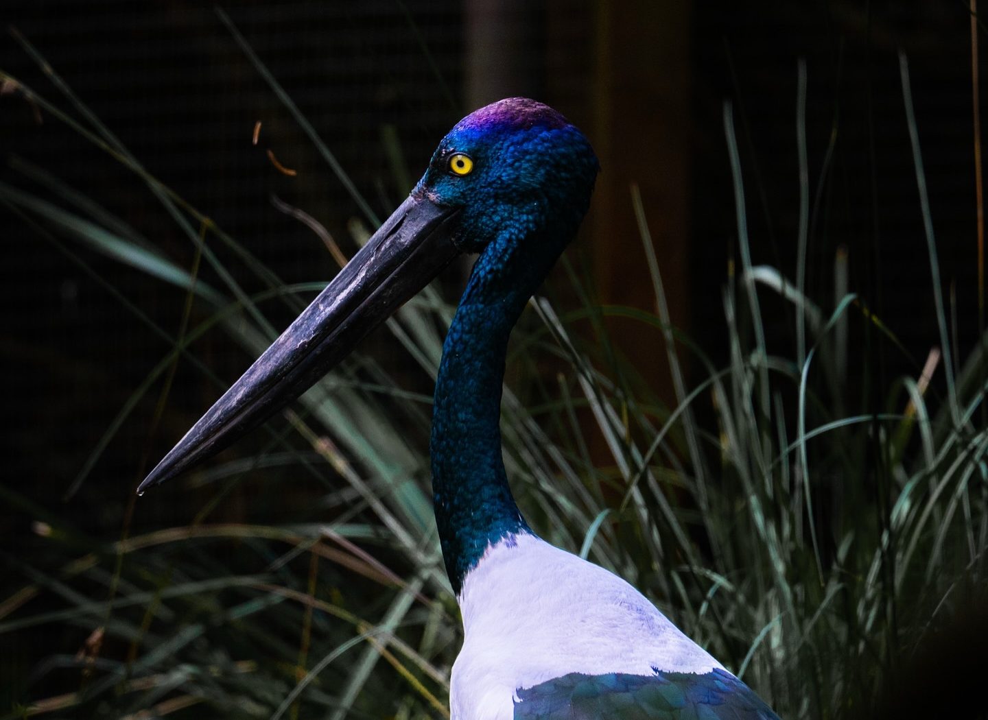Wildlife at Melbourne Zoo — photograph by Santosh Bista