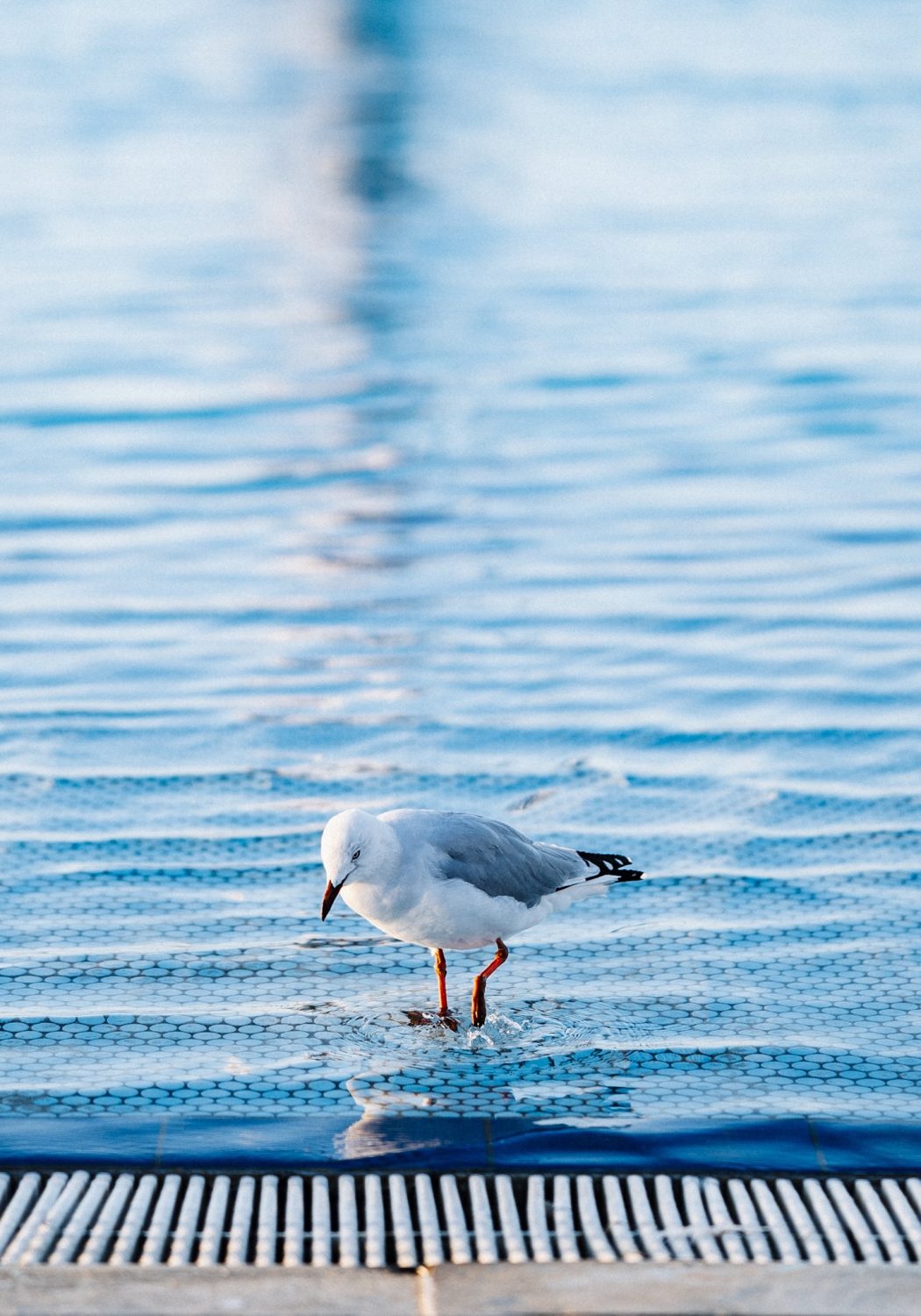 Eastern Beach Geelong — photograph by Santosh Bista