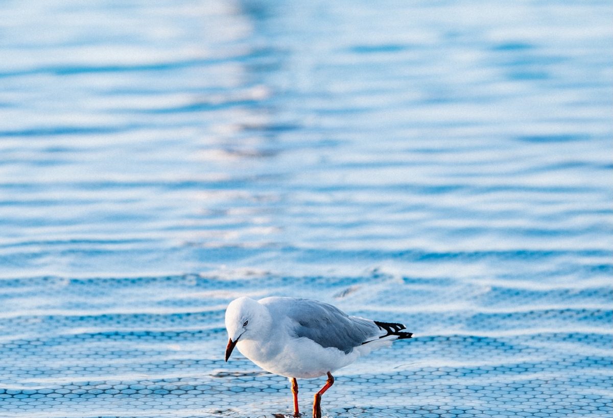 Eastern Beach Geelong — photograph by Santosh Bista
