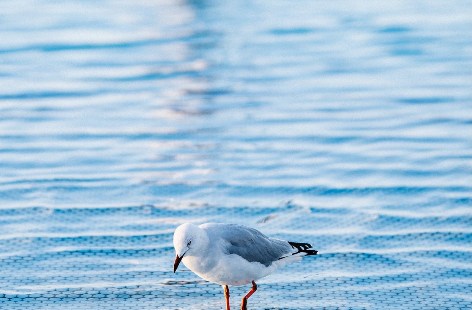 Eastern Beach Geelong — photograph by Santosh Bista