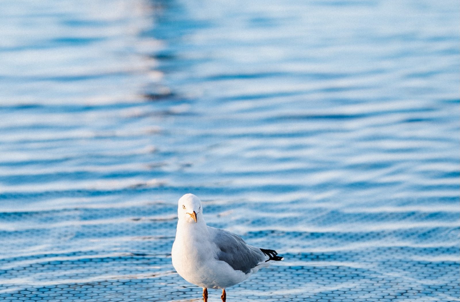 Eastern Beach Geelong — photograph by Santosh Bista