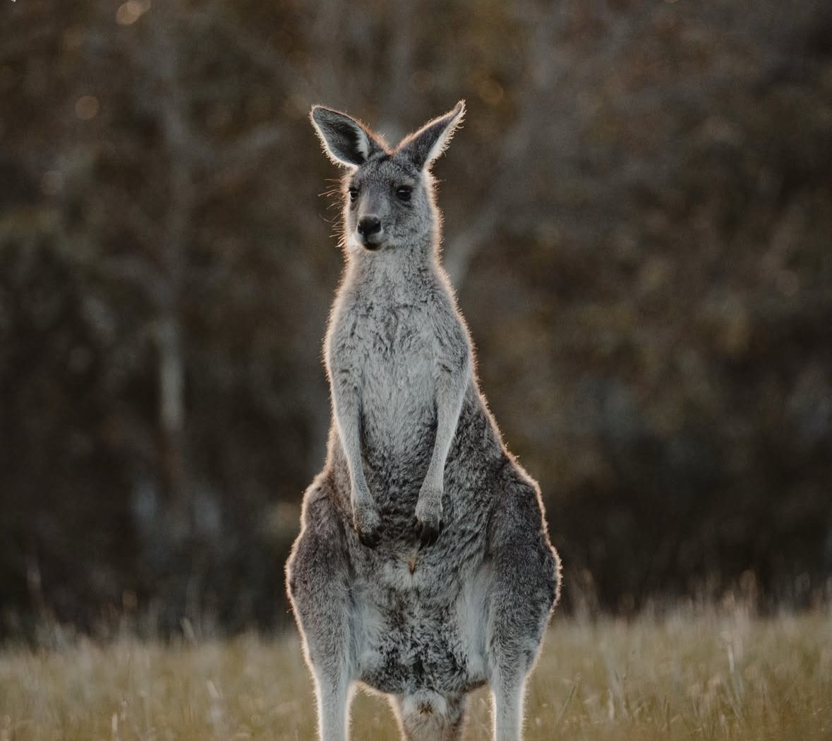 Bells Beach Wildlife — photograph by Santosh Bista