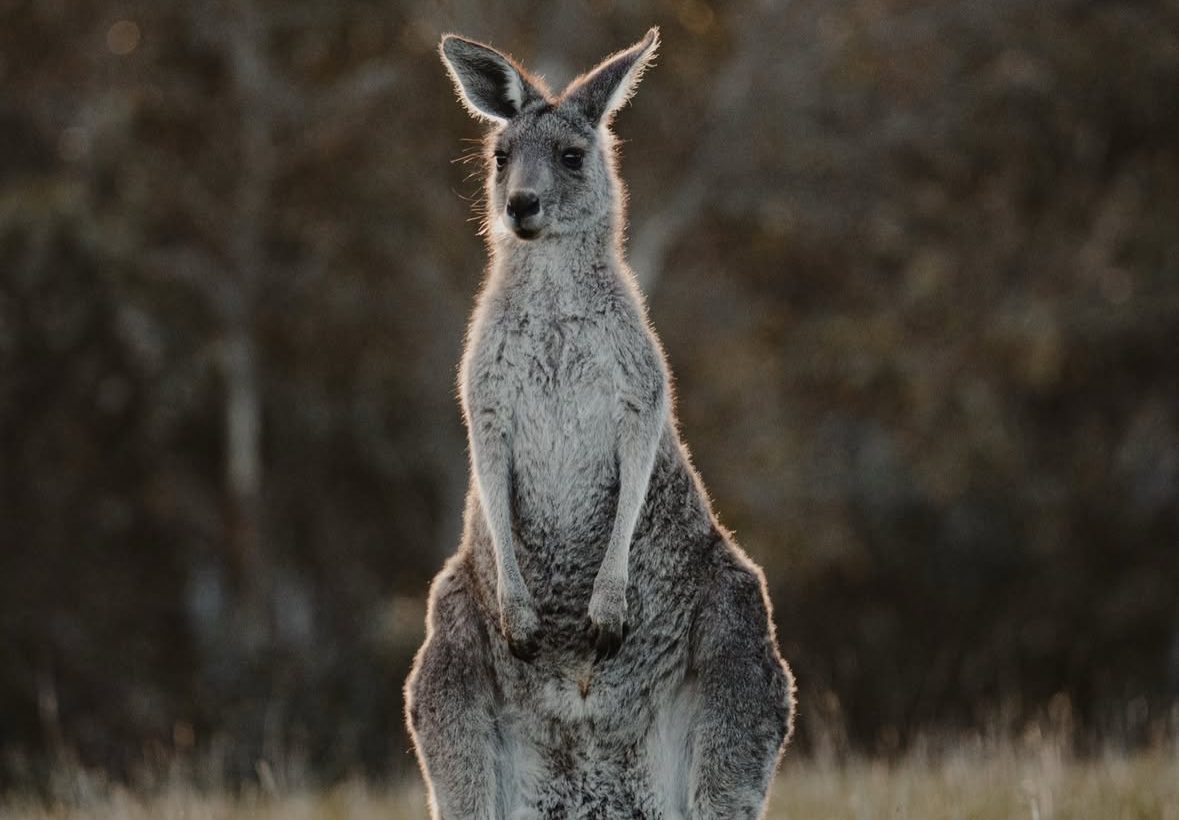 Bells Beach Wildlife — photograph by Santosh Bista