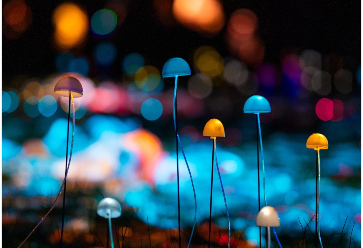 Melbourne Botanical Garden Light Show — photograph by Santosh Bista