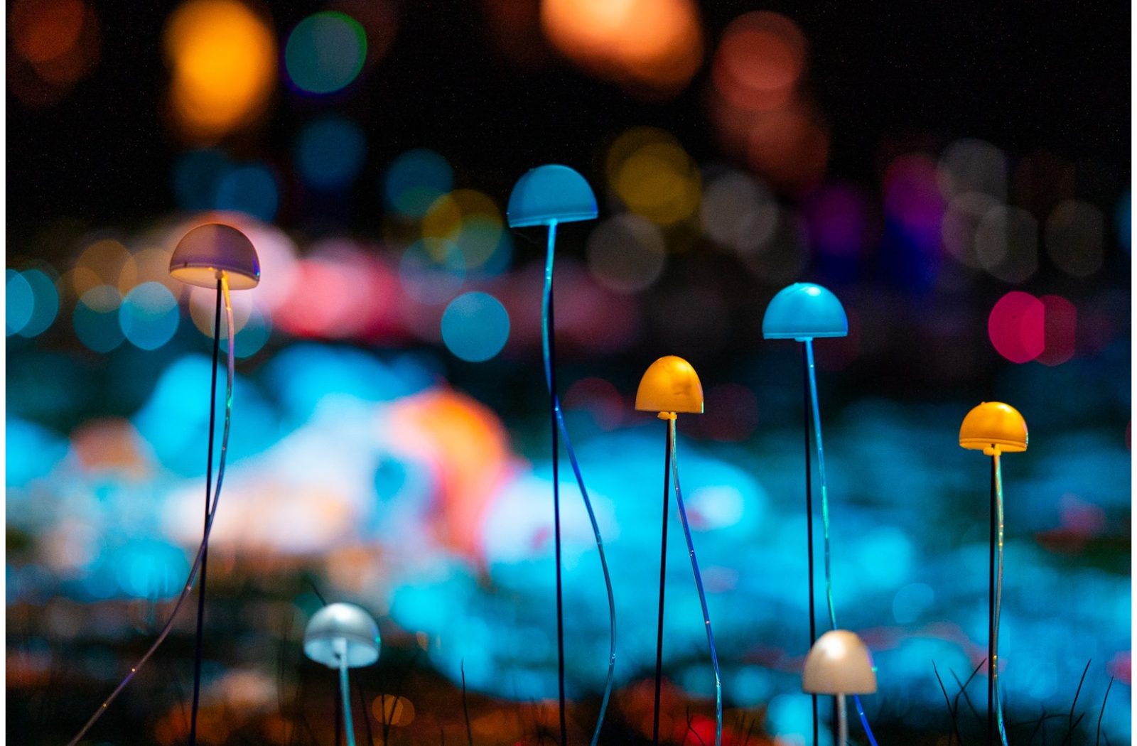 Melbourne Botanical Garden Light Show — photograph by Santosh Bista