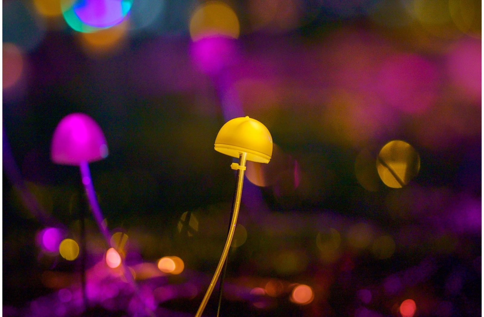 Melbourne Botanical Garden Light Show — photograph by Santosh Bista